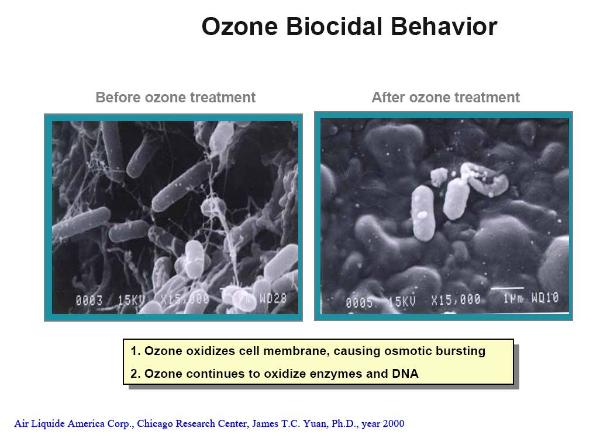 Photo Micrograph of Actual Ozone Inactivation of Bacteria